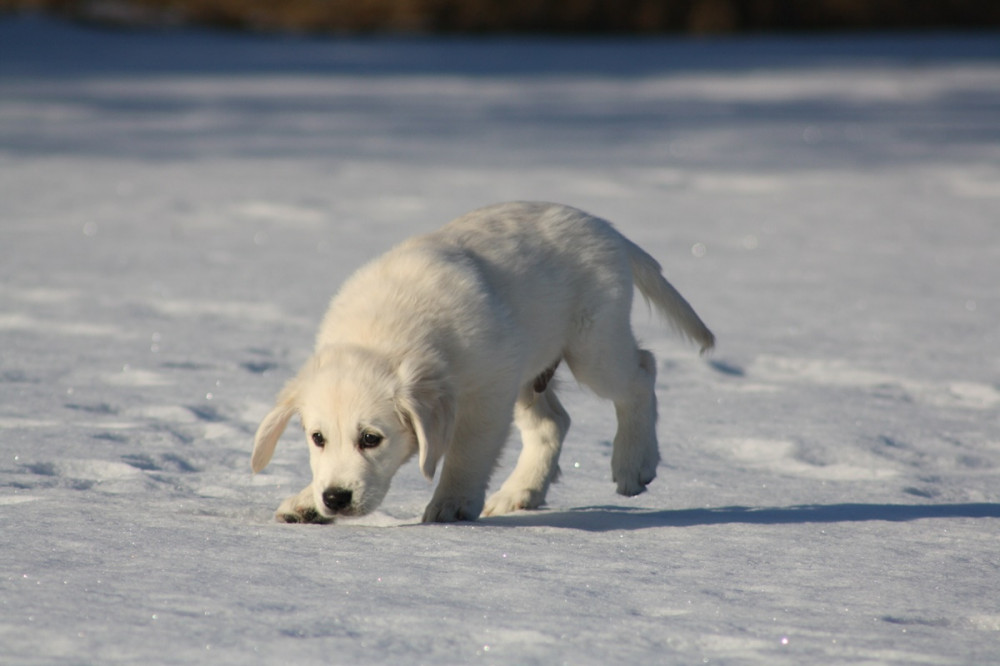 fehér labrador kölyök a hóban szimatolva halad