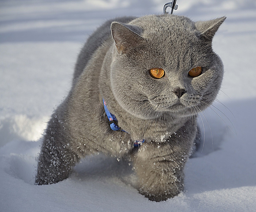 szürke cica kék nyakörvvel a hóban