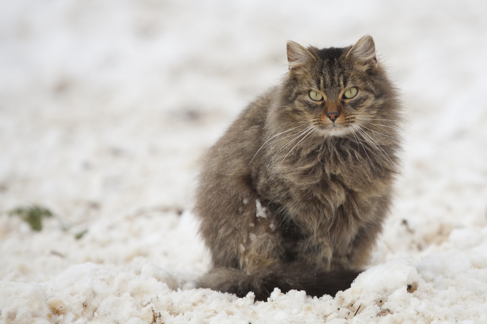 dús bundájú macska ül a hóban