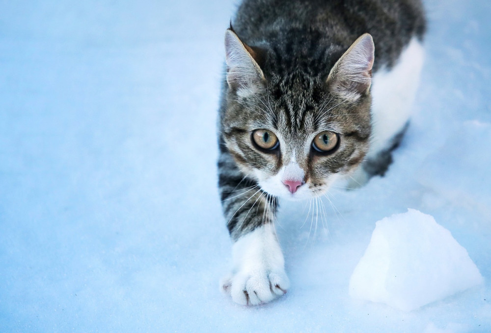 cirmos cica osonkodik a hóban