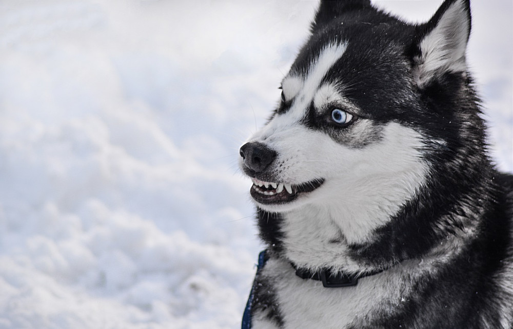 fogát mutató, zord kinézetű husky