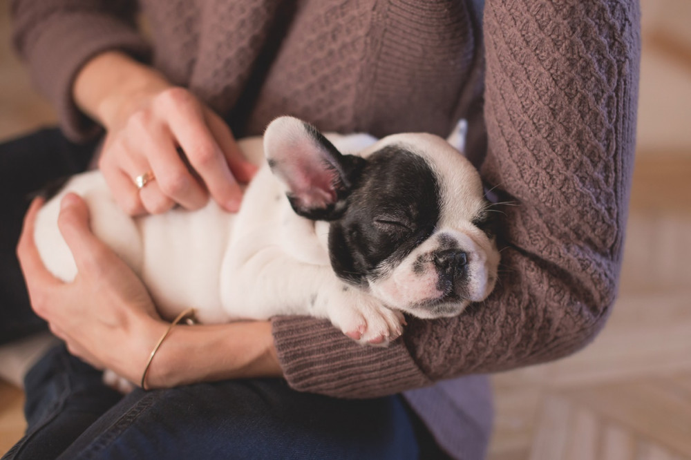 pici fekete-fehér franica bulldog a gazdi karjában alszik