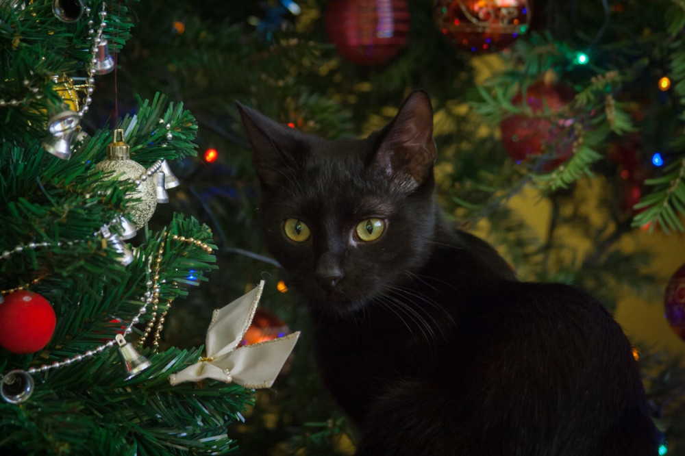 fekete cica a feldíszített fa előtt