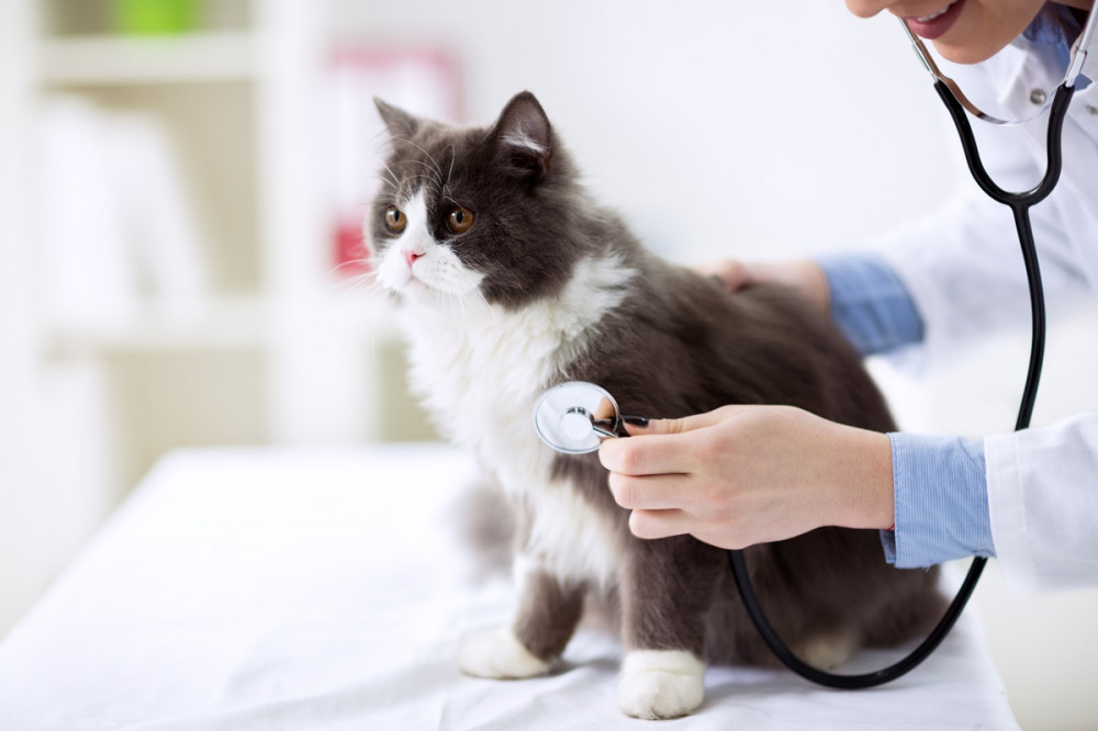 fekete-fehér macskát állatorvos sztetoszkóppal vizsgál
