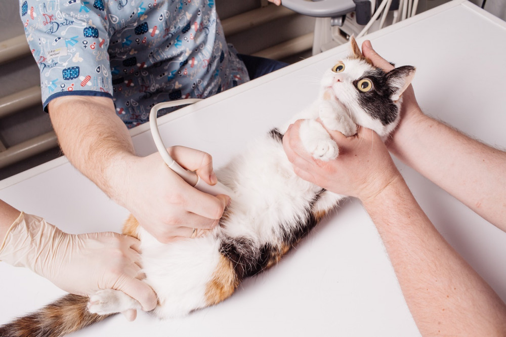 trikolór macska a hátán fekszik, ketten tartják és az állatorvos ultrahanggal vizsgálja