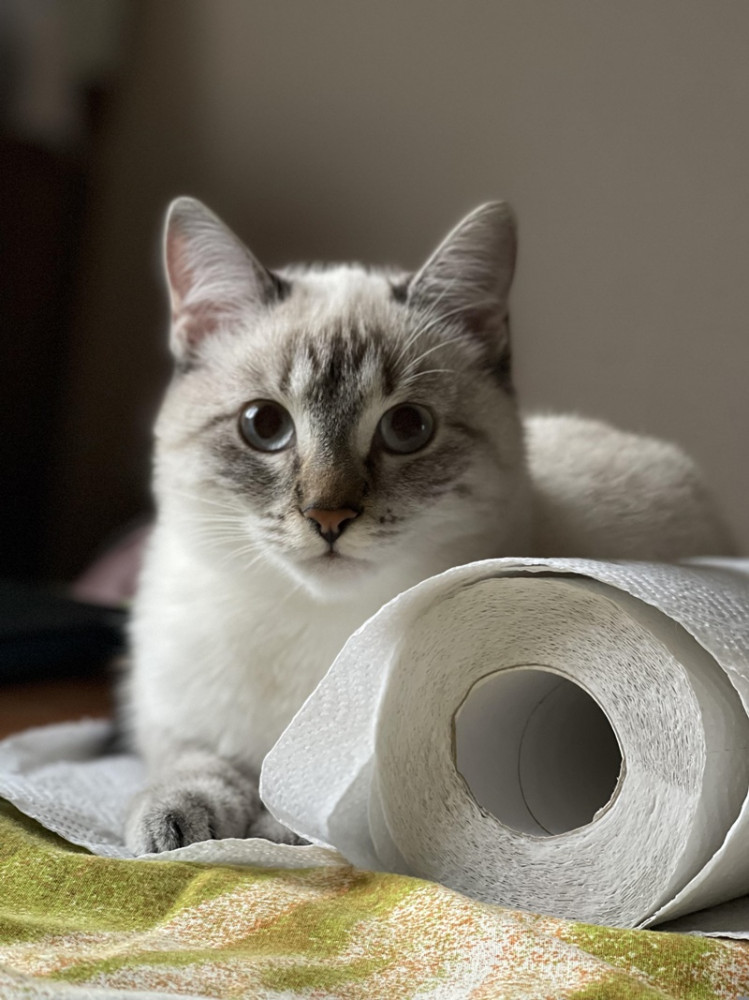 fehér cica nagy vécépapír tekerccsel