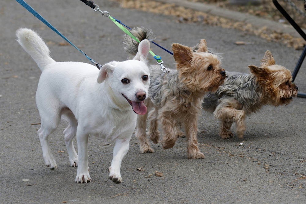 egy jack russel és két yorkshire terrier pórázon sétálnak egymás mellett