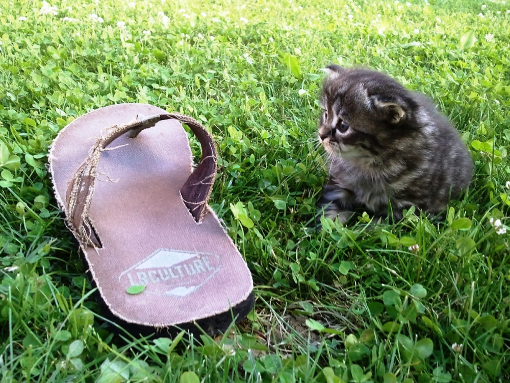 kicsi cica ócska papucs mellett a fűben