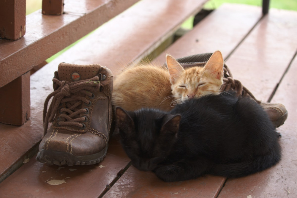 két macska a teraszon bakancsok mellett összegömbölyödve alszik