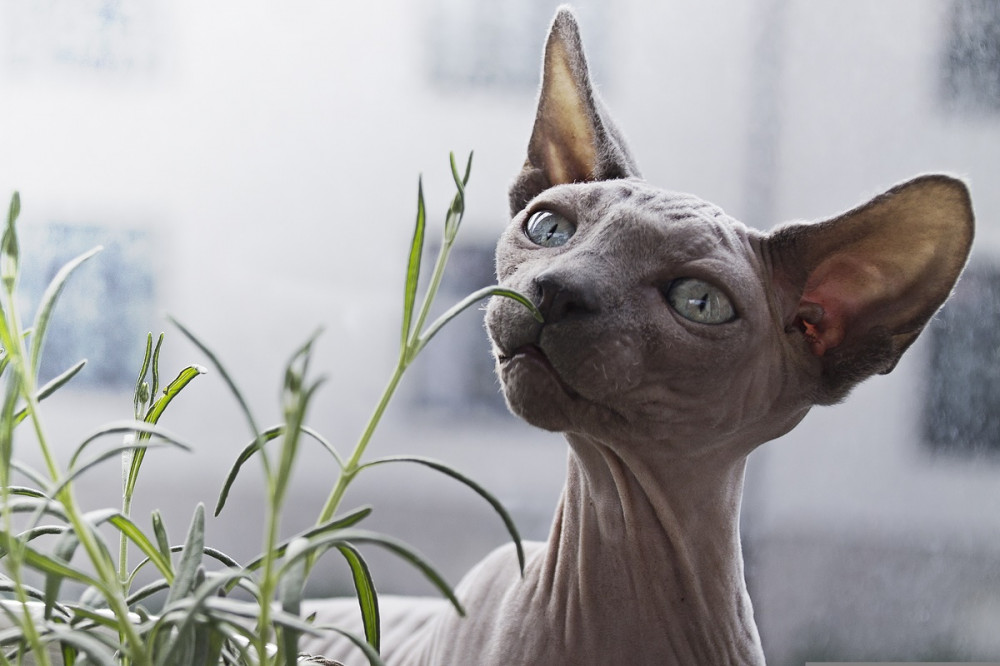 szőrtelen macska zöld növényt vizsgál