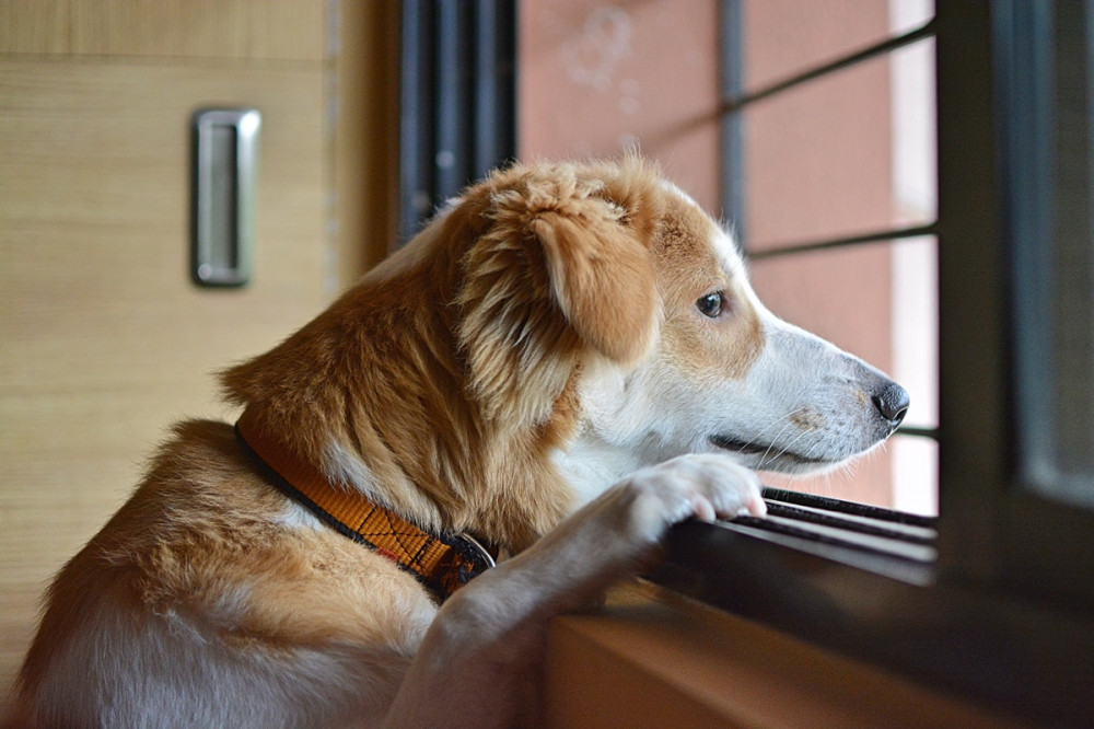 kutya az ablakba támaszkodva néz bánatosan