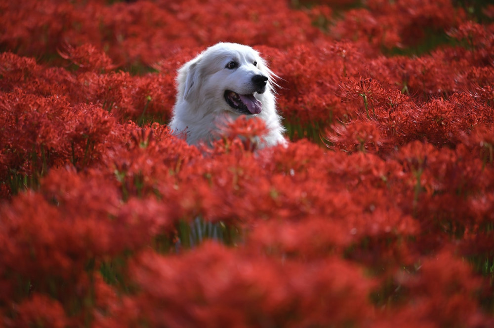 fehér kutya vörös virágmezőben ül