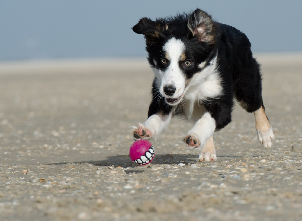 border collie vízparton labdával játszik