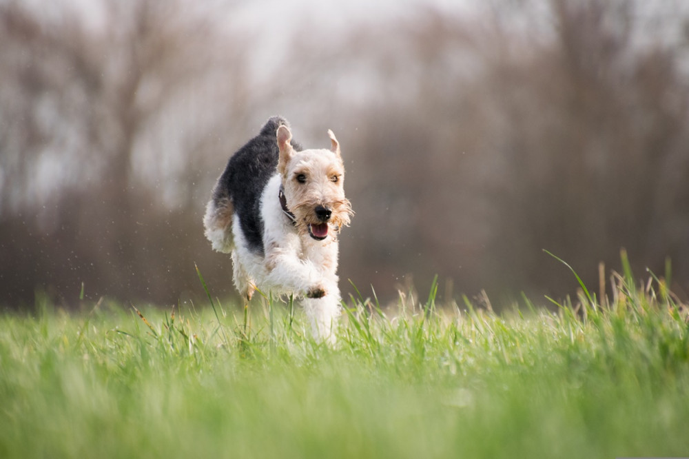 terrier jellegű kutya rohan a zöld mezőn