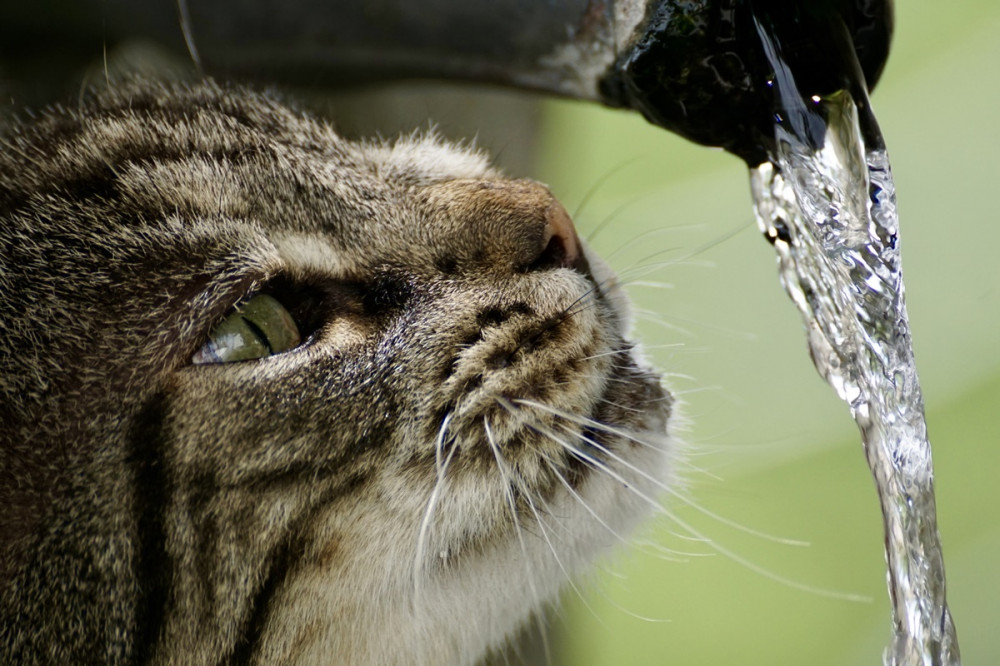 cica vízcsapból folyó vizet lefetyeli