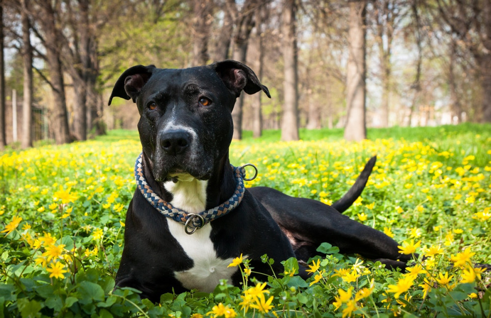 nagytestű, dog jellegű kutya a virágos réten fekszik