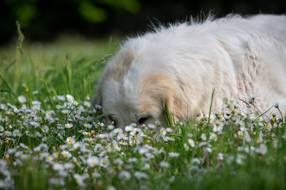 fehér kutya virágos réten fekszik, fejét a fűbe fúrja