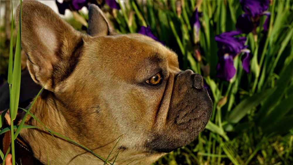 francia bulldog virágokat szimatol