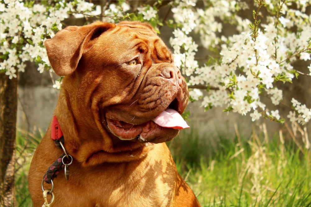 bordeaux-i dog virágzó fa előtt ül
