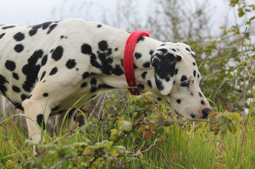 dalmata a füvet szimatolja