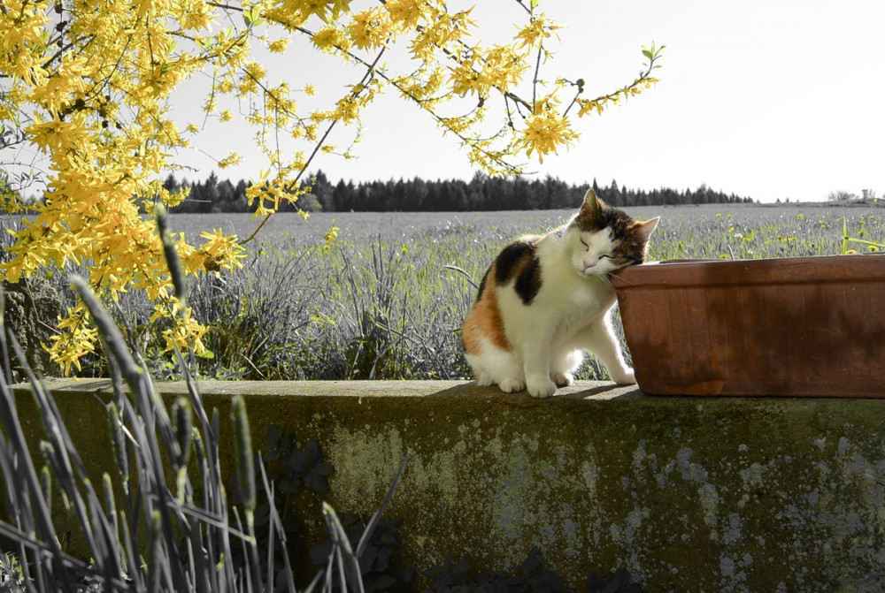 trikolór cica kerítésen ül és virágládához dörgölőzik