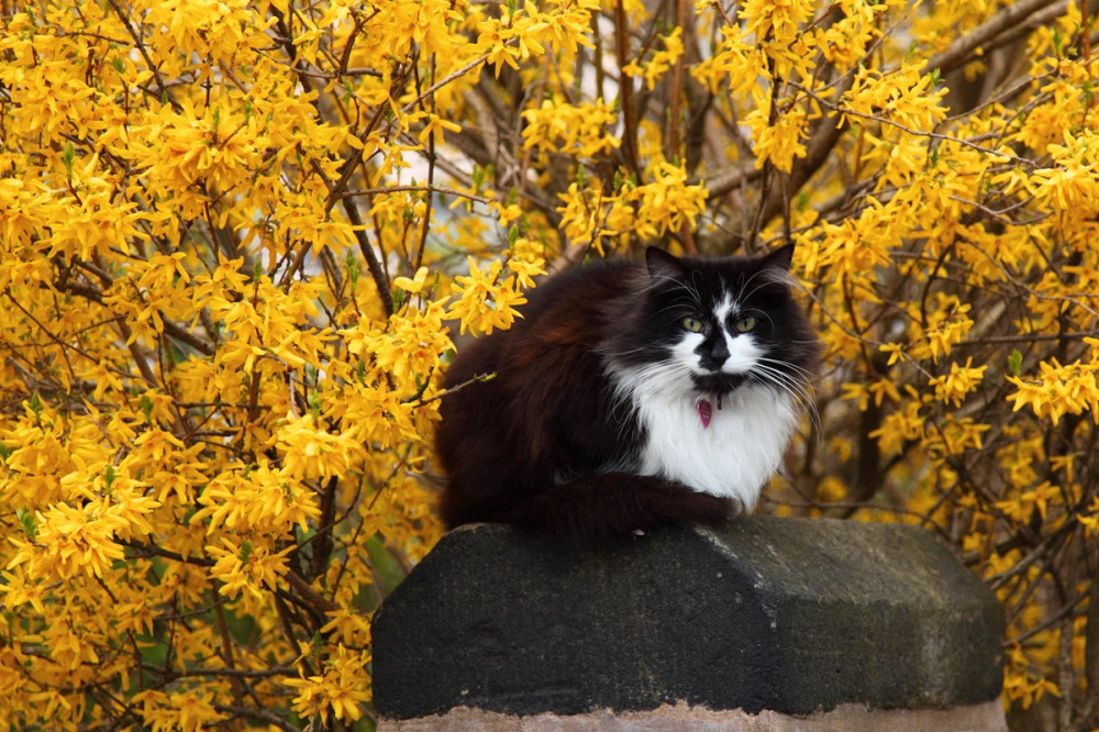 fekete-fehér cica aranyeső bokor előtt ül egy kövön