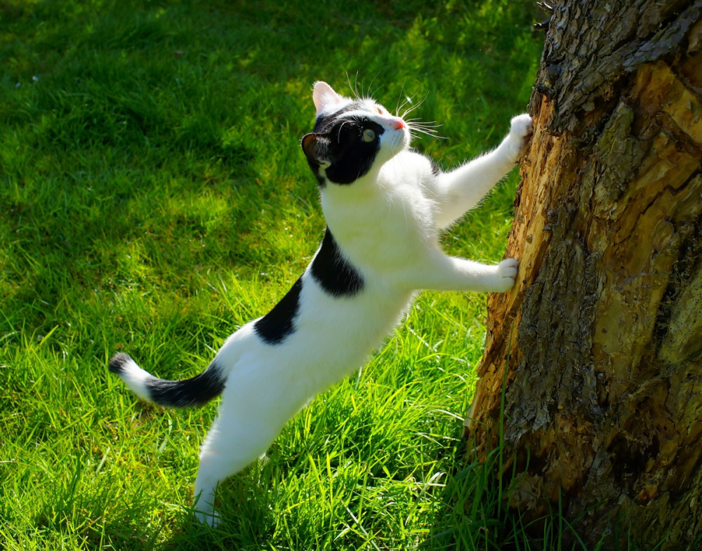 fekete-fehér cica fa törzsét kaparja