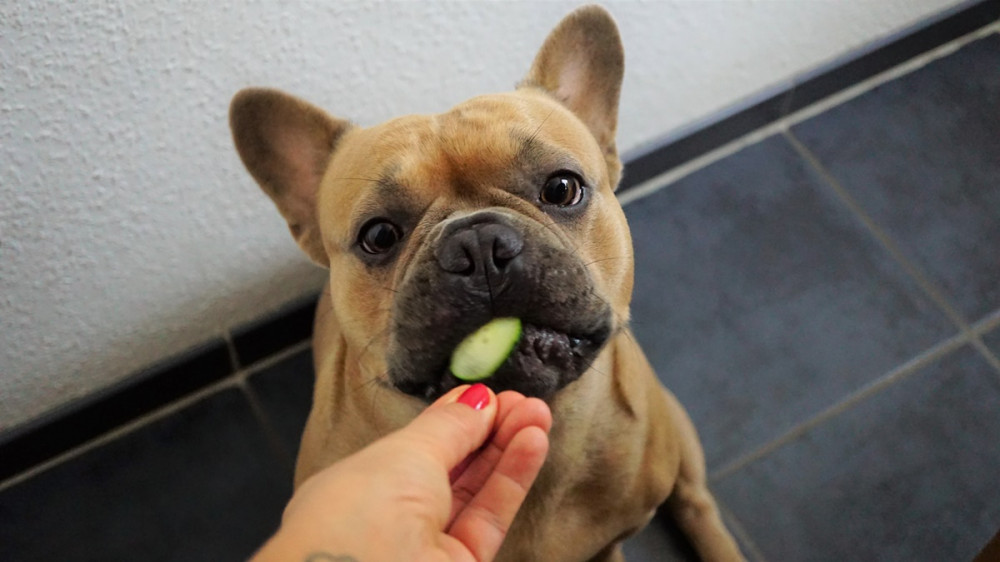francia bulldognak uborka karikát nyújtanak