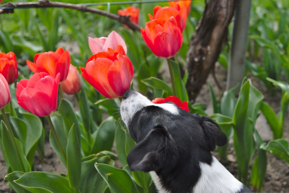 fekete-fehér kutya piros pipacsokat szimatol