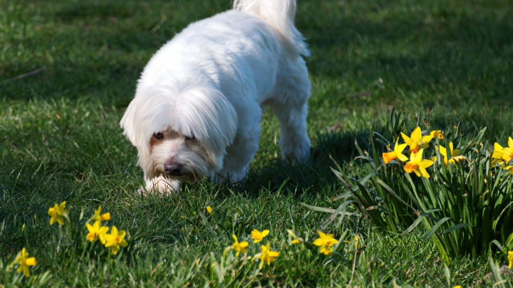 fehét, bichon jellegű kutya a tavaszi réten szimatol