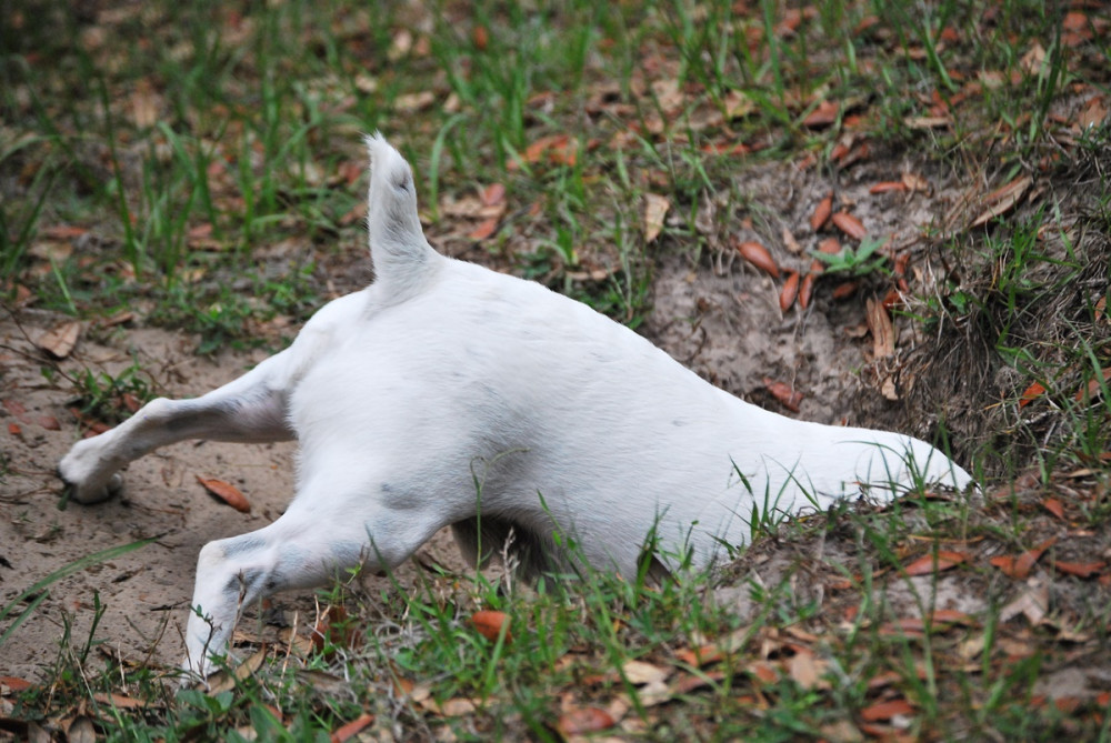 fehér terrier derékig a gödörben ás