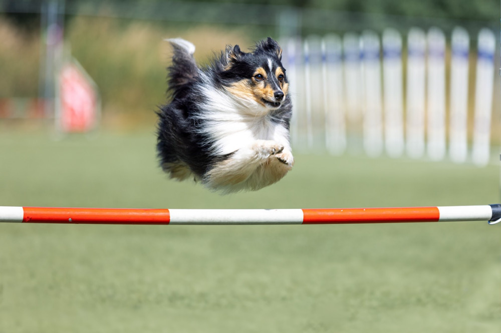 collie agility akadályt ugrik át