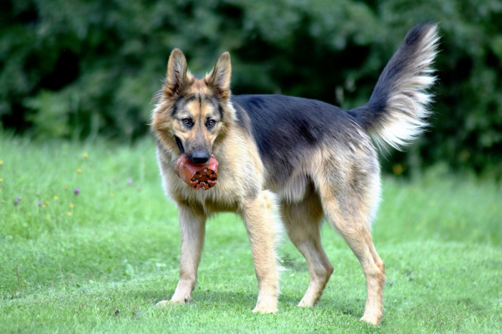 németjuhász jellegű kutya, szájában labdával, farka magasan felfelé tartott