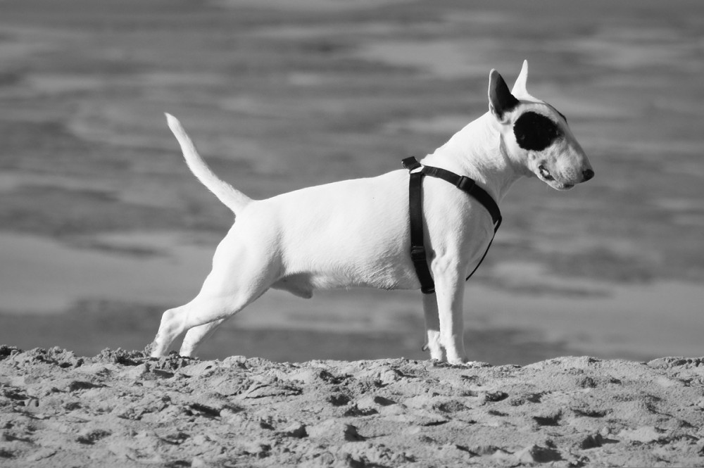 bullterrier oldalnézetből, kissé felfelé, mereven tartott farokkal