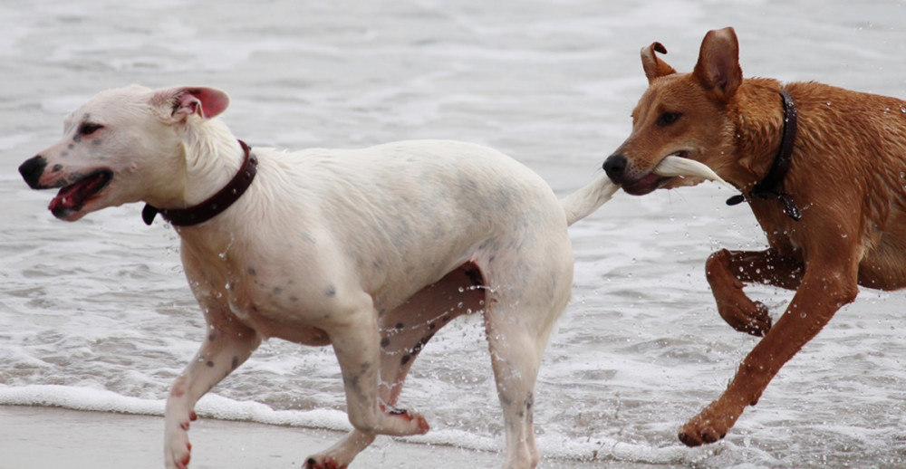 kutyák vízparton futnak, egyik a másik farkát szájában fogja