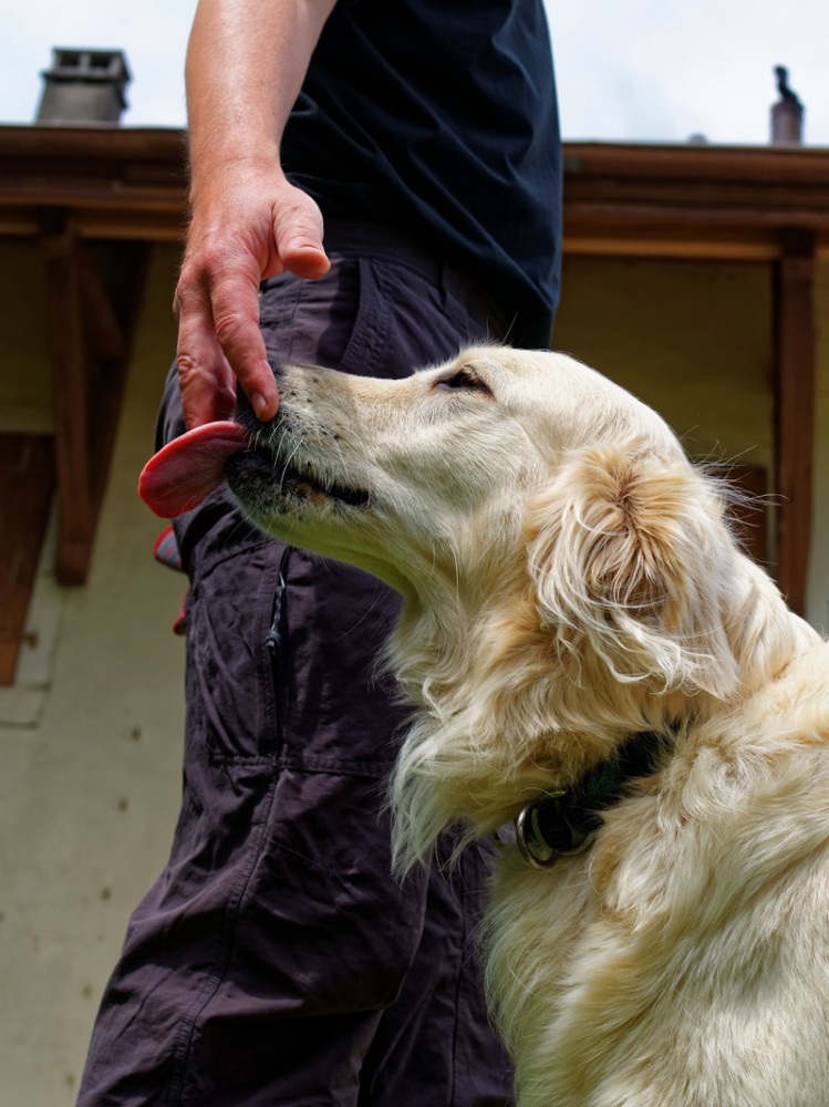 nagy, fehér, golden retriever jellegű kutya kezet nyalogat