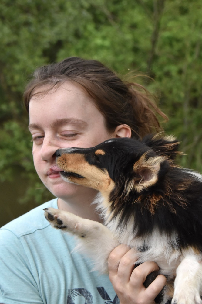 sheltie a kislány orrát nyalja