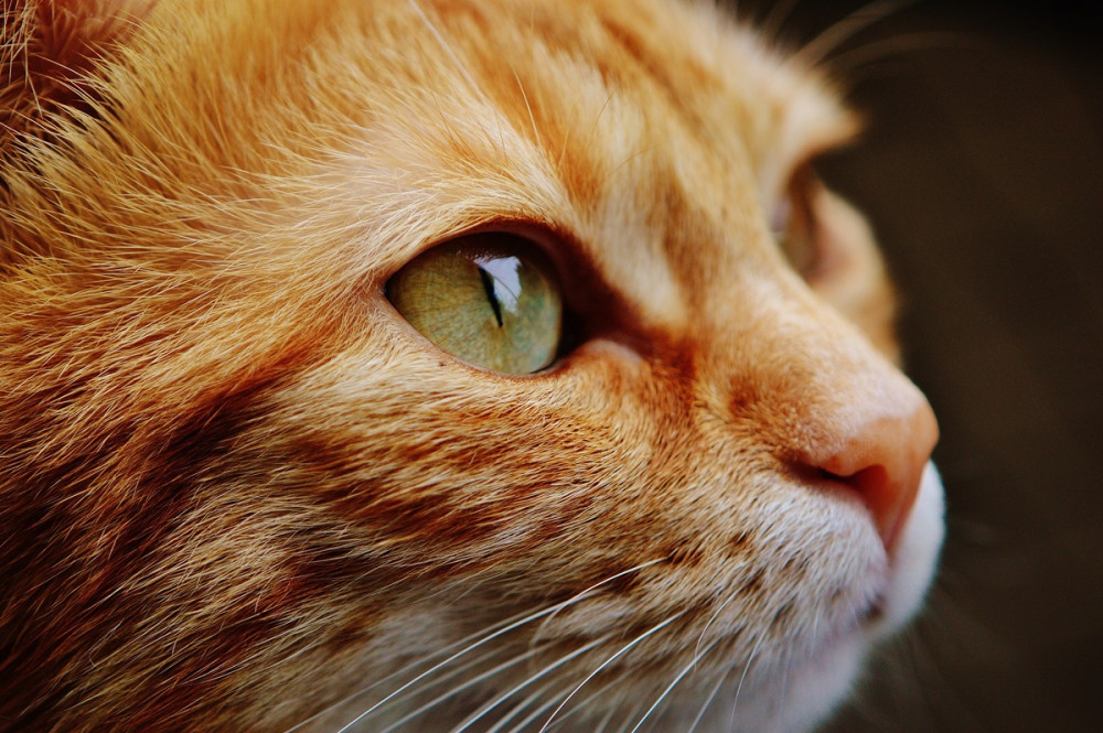 vörös macska portréja profilból