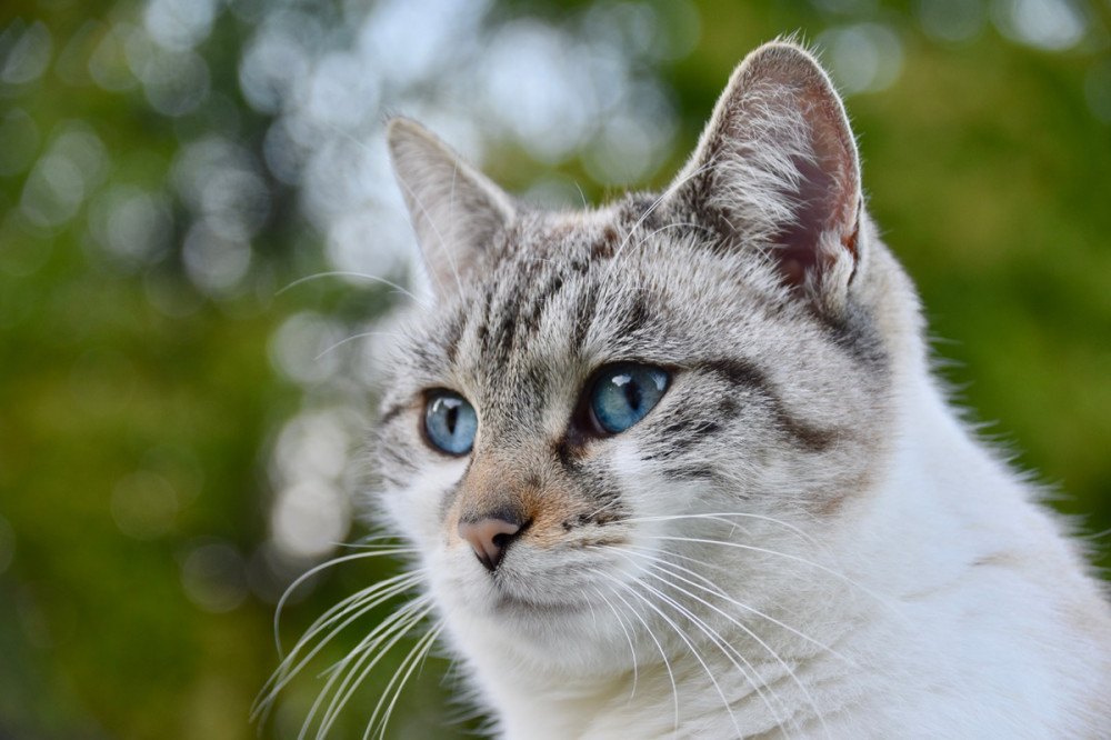 szürke-fehér cica portréja