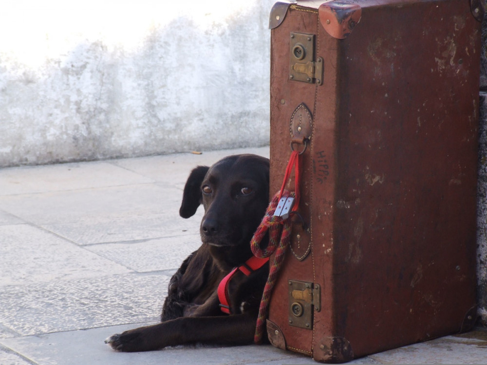 fekete kutya vintage bőrönd mellett fekszik