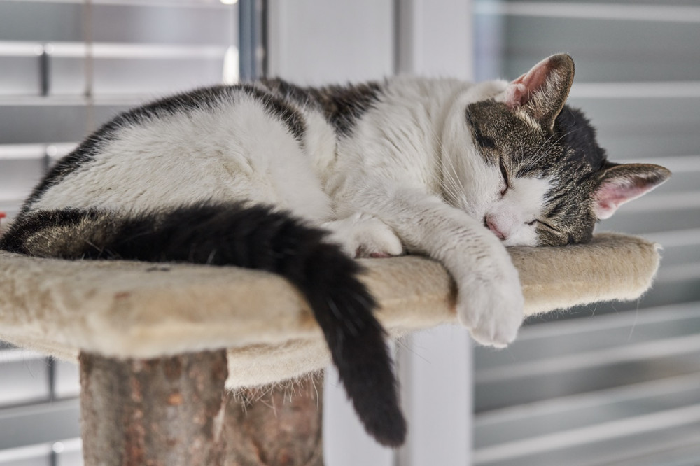 cica macskabútor tetején fekve alszik