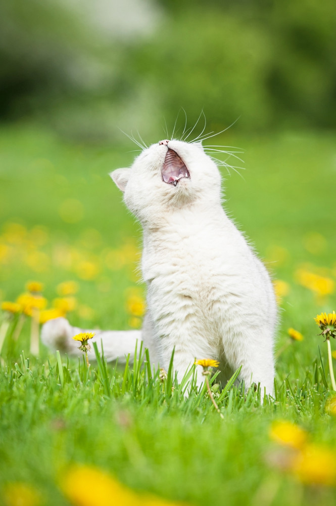 cica zöld fűben ül és tátott szájjal néz felfelé