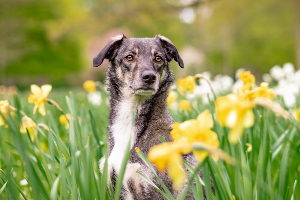 kutya sárga és fehér virágok között