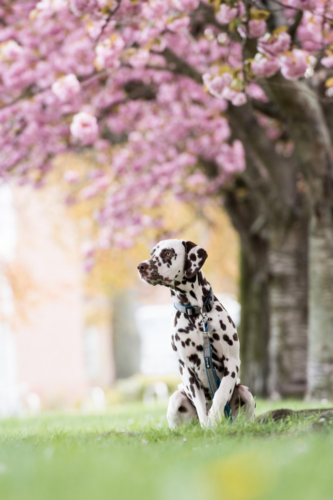 dalmata rózsaszín virágú fa alatt