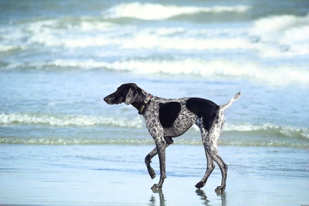 német vizsla a vízparton