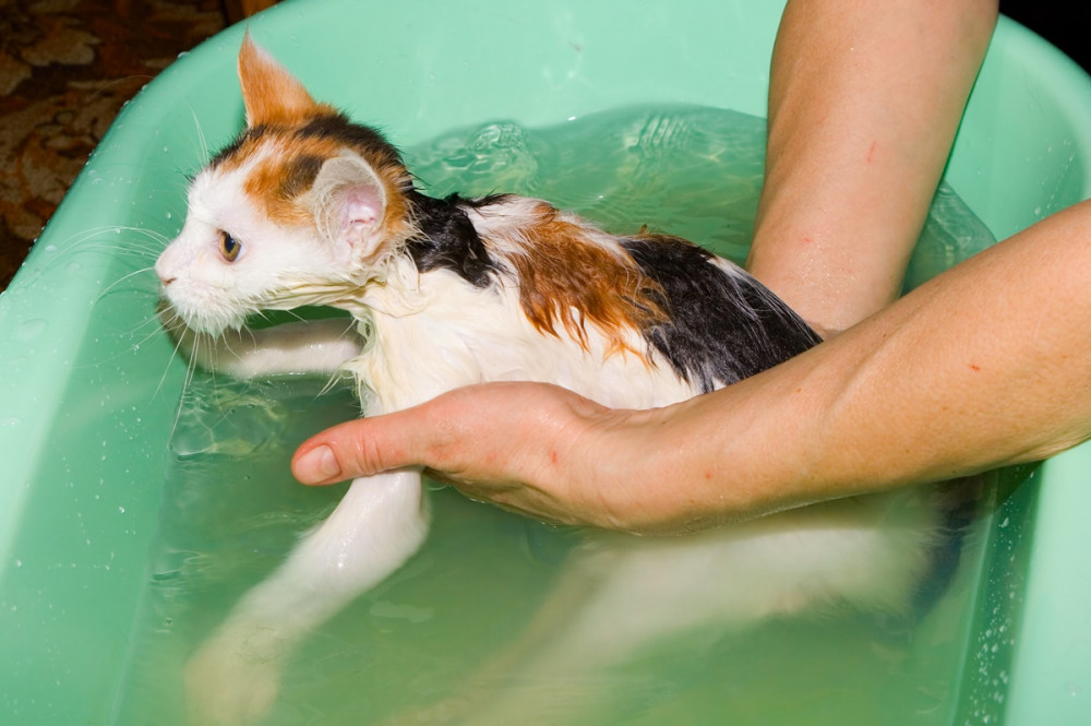 gazdi zöld lavórban fürdeti a cicát