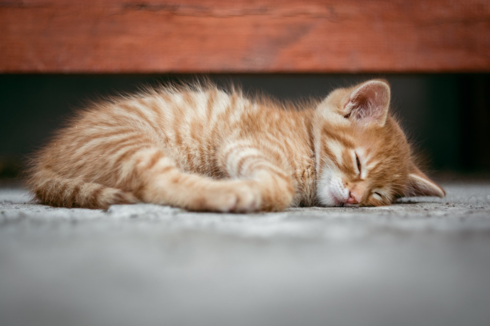 pici, vörös cirmos cica alszik