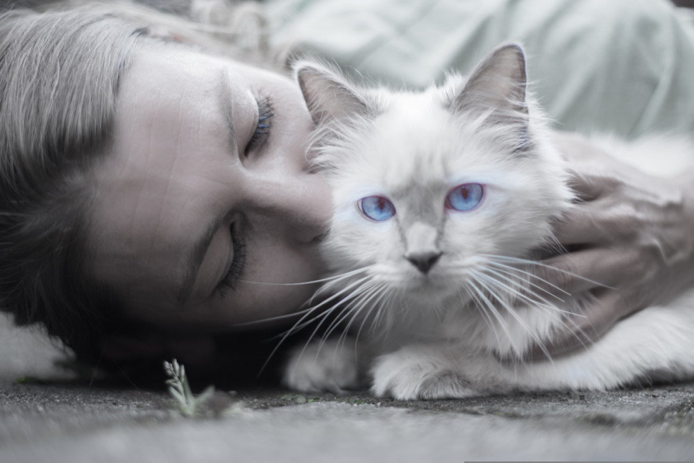 lány fehér cica mellett fekszik, simogatja és puszilgatja