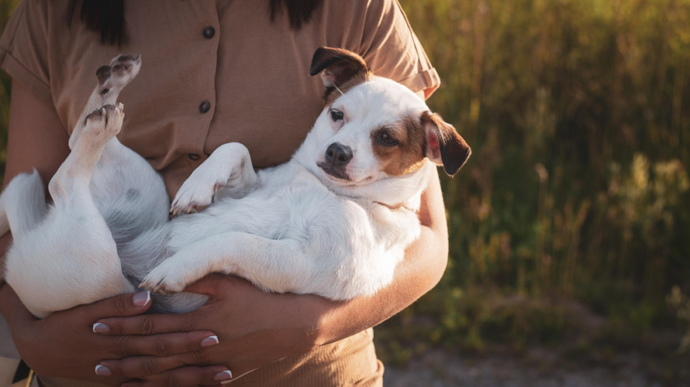 gazdi terrier jellegű kutyát tart a karjában