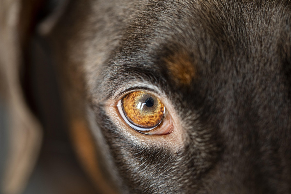 barna kutya világos barna szeme